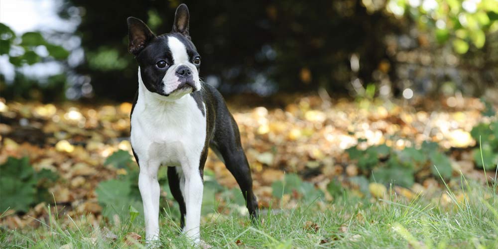 picofello Welche Hunde nicht scheren